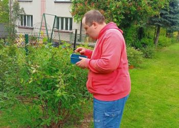 Powiększ zdjęcie: mężczyzna w czerwonej bluzie i niebieskich spodniach zbiera z krzaków borówkę amerykańską